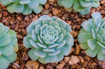 Cactus on the ground.