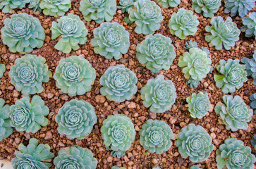 Cactus on the ground.