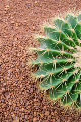 Cactus on the ground.