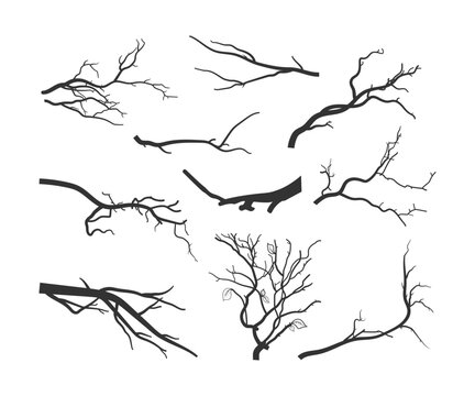 Tree branch  Branch silhouettes, Leaf branch clipart, Tree branch design