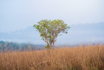 Meadow and trees at Thung Salaeng Luang , Phetchabun in Thailand.