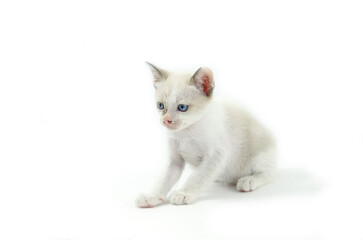 Portrait of blue-eyed cat isolated on white background