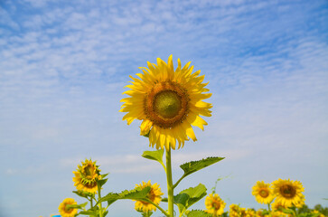 beautiful sunflowers at field