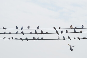 pigeon bird stay on line of electric or telephone cable on cloudy blue sky day in summer show...