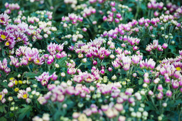 Naklejka premium Selective focus close up Photo of beautiful chrysanthemum flowers over green foliage background. side view.