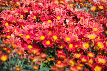 Selective focus close up Photo of beautiful chrysanthemum flowers over green foliage background. Top view.