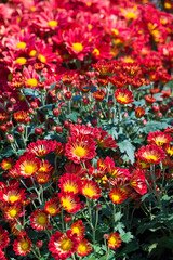Selective focus close up Photo of beautiful chrysanthemum flowers over green foliage background. Top view.