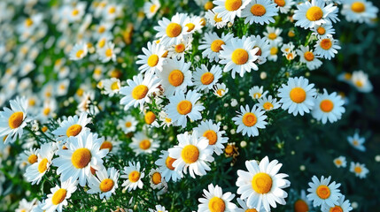 field of daisies