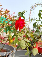 Rose flowers in the garden