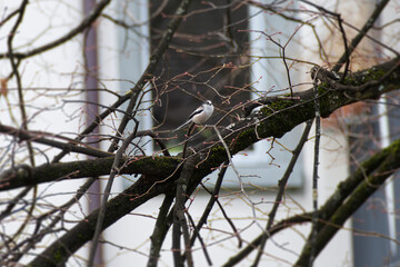 Long-tailed tit (Aegithalos caudatus) sitting on a tree branch in Zurich, Switzerland