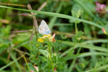 Common blue (Polyommatus icarus) Butterfly sitting on a yellow flower in Zurich, Switzerland
