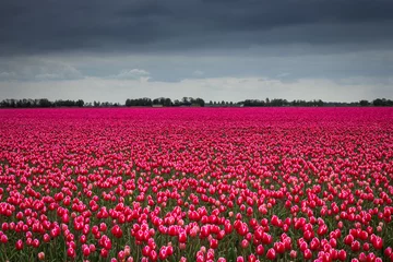 Fotobehang Dutch blooming tulip field in the Noordoostpolder , the Netherlands,where they have the TulpenRoute, touristic route for bike and cars along the tulipfields  © IJtje