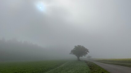 Baum im Nebel