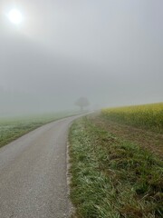 Baum im Nebel
