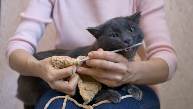 Beloved cat bites crochet hooks playfully as owner knits, creating engaging cat knitting scenes. Cat knitting charm evident as pet disrupts crafting. Cat knitting adds humor, warmth.
