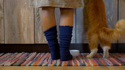 Red cat in kitchen weaves around pet owner feet, begging for food and treat. Red cat's delightful...