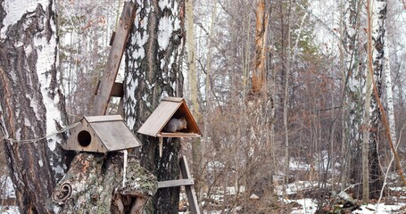 Canadian gray squirrel actively eats food, nuts and apples. He makes provisions for winter in his house. Life of squirrel in birch forest in winter. Everyday life of squirrel on tree in snowy forest