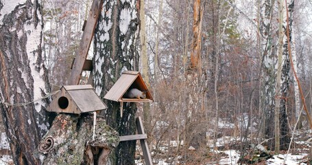 Squirrel in winter forest at bird feeder, exemplifying animal feeding. Cinematic shot perfect for illustrating animal feeding habits, showcases squirrel in act of feeding in nature.