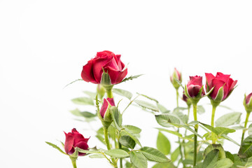 The beautiful young red roses with green leaves on the white background.