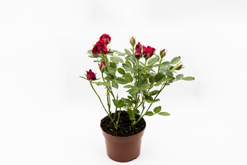 The red roses in a pot isolated on a white background.