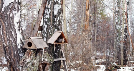 Canadian gray squirrel actively eats food, nuts and apples. He makes provisions for winter in his house. Life of squirrel in birch forest in winter. Everyday life of squirrel on tree in snowy forest