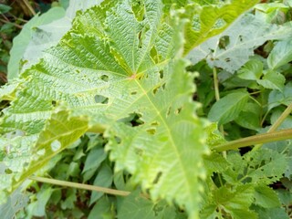 leaf with dew drops