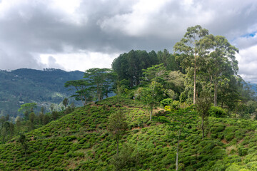 Fototapeta na wymiar Highland tea plantations on the island of Sri Lanka.