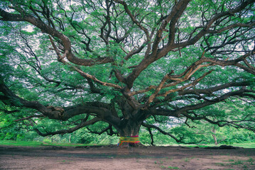 Largest Monkey Pod (Rain Tree, East Indian Walnut)