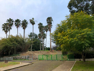 冬のヤシの木のある曇り空