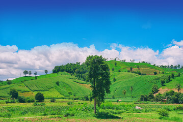 Corn farm in the mountain
