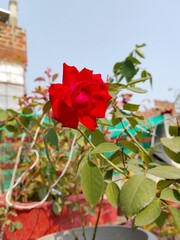 Red Rose flower in the garden