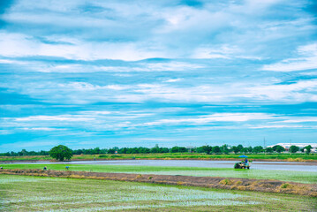 Farmer are working in the farm