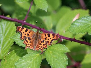 Comma Butterfly Resting, Wings Open