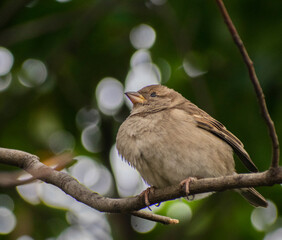 Little bird
