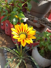 Ghazania flower plant 