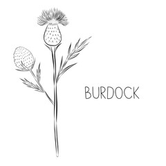 Sketch vector illustration of Burdock flower in doodle style. Botanical medicinal herbs. A trendy rustic plant.