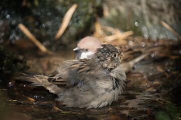 Close up photo of House sparrow, (Passer domesticus), also called English sparrow, sitting in the water with blurry background. 