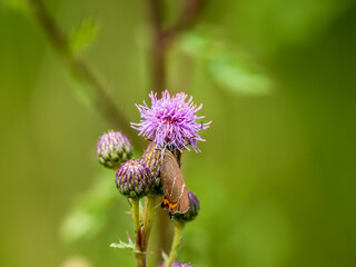 White-letter Hairstreak Feeding on Creeping Thistle