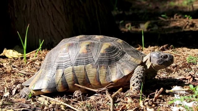 Tortoise crawling on the forest floor in Athens Greece.