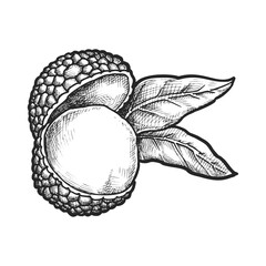 Realistic vector illustration of lychee seed. Hand drawn exotic fruit for vitamin salad. Agriculture and harvest, organic and natural food. Vegan and vegetarian nutrition. Biology and botany, farming
