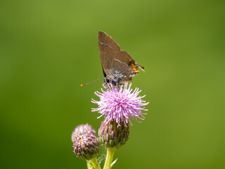 White-letter Hairstreak Feeding on Creeping Thistle