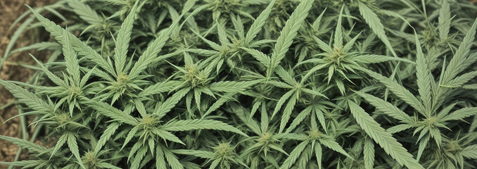 Naklejka na ściany i meble Seamless Cannabis Leaf Pattern Generative Ai