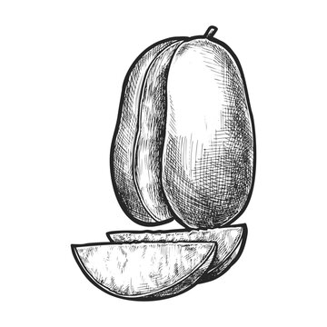 Hand drawn stone fruit or mango vector sketch. Sliced India plant illustration for recipe or cook, culinary book. Vitamin food or vegetarian nutrition, vegan ingredient. Healthy cooking, agriculture