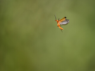 Red Soldier Beetle in Flight
