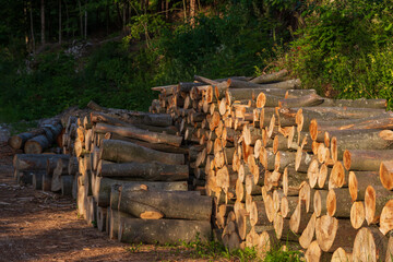 Cut wood by the meter is stacked and ready for heating for the winter.