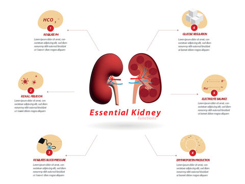 Infographic about the main functions of the kidney, in the center a kidney and its parts surrounded by the main functions, flat design on white background.

