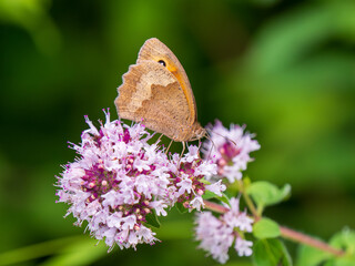 Meadow Brown Butterfly Feeding on Marjoram