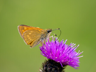 Large Skipper Butterfly Feeding on Knapweed