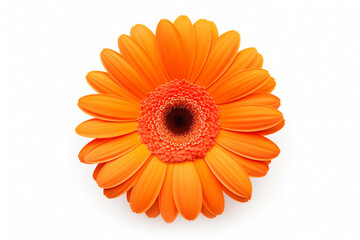 bud of gerbera orange flower, top view, stamens, isolated on light background - Powered by Adobe