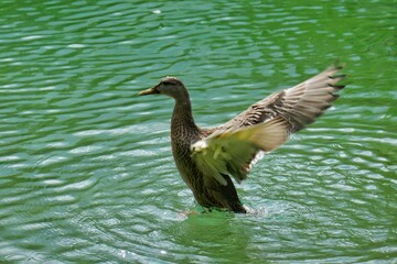 Sumérgete en la magia visual con nuestra fotografía única. Detalles vibrantes y composición excepcional. Eleva tu espacio con arte atemporal © Ferran